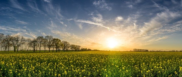 Fungicydy: skuteczna obrona przed chorobami roślin